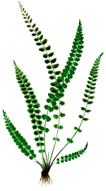 fougere1-150