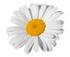 marguerite2-100