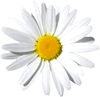 marguerite3-100