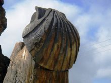 Une coquille Saint Jacques (le chemin de St Jacques)